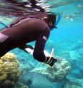 In this image, Doug McCauley tracks a bumphead parrotfish, recording bite by bite how much material it removes from the coral reefs upon which it feeds.