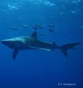 A blue shark was photographed in the Azores. A blue shark was photographed in the Azores.