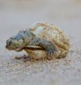 A Giant South American river turtle hatchling emerges from its shell. A Giant South American river turtle hatchling emerges from its shell.