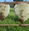 Honeybees build a new comb on a wooden frame of a beehive. The piece of comb on the right shows the transition from worker comb (small inner cells) to drone comb (large outer cells).