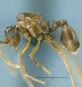 A queen ant of the parasitic species <i>Mycocepurus castrator</i>.