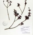 This is an example of a red maple (<i>Acer rubrum</i>) museum specimen used in the recent climate change study by Elsa Youngsteadt at NC State University.