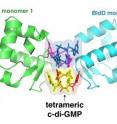 Duke structural biologists have found a unique interaction between a small molecule called cyclic-di-GMP and a larger protein called BldD that ultimately controls whether a bacterium spends its time in a vegetative state or making antibiotics. Duke structural biologists have found a unique interaction between a small molecule called cyclic-di-GMP and a larger protein called BldD that ultimately controls whether a bacterium spends its time in a vegetative state or making antibiotics.