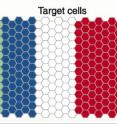 The French Flag model of stripe formation: source cells secrete a signal. Receiver cells "read" the signal concentration and make red, white or blue stripes by expressing genes.