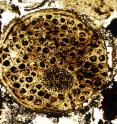 A fossil of a 600 million-year-old multicellular organism displays unexpected evidence of complexity.