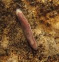 Here is a specimen of <i>Hausera hauseri</i> sp. nov., which is unpigmented and eyeless.