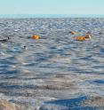 An international team of researchers deployed to western Greenland to study the melt rates of the Greenland Ice Sheet.