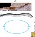 Here are specimens and restorations of larva, early transformer, and adult of <i>M. mengae</i>, showing its three-phased life cycle. (A) Larva of <i>M. mengae</i>. a1, restoration of larval <i>M. mengae</i>; a2, restoration of burrowing larvae of <i>M. mengae</i>; a3, photograph of right view. (B) Early transformer of <i>M. mengae</i>. b1, restoration; b2, photograph of right view. (C) Adult or late transformer of <i>M. mengae</i>. c1, photograph of holotype of <i>M. mengae</i> in right view; and c2, its
restoration.
