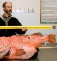 This is a a big (1.1 m), old (ca.100 years), fat (27.2 kg), fertile female fish, in this case a shortraker rockfish (<i>Sebastes borealis</i>) taken off Alaska. New research from the University of Hawaii at Manoa indicates that so-called BOFFFFs sustain fisheries. This is a a big (1.1 m), old (ca.100 years), fat (27.2 kg), fertile female fish, in this case a shortraker rockfish (<i>Sebastes borealis</i>) taken off Alaska. New research from the University of Hawaii at Manoa indicates that so-called BOFFFFs sustain fisheries.