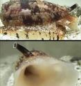 Images of the cone snail <i>Conus geographus</i> attempting to capture fish prey. As the snails approach potential prey, they release a specialized insulin into the water, along with neurotoxins that inhibit sensory circuits, resulting in hypoglycemic, sensory-deprived fish that are easier to engulf with their large, distensible false mouths. Once engulfed, powerful paralytic toxins are injected by the snail into each fish. Images of the cone snail <i>Conus geographus</i> attempting to capture fish prey. As the snails approach potential prey, they release a specialized insulin into the water, along with neurotoxins that inhibit sensory circuits, resulting in hypoglycemic, sensory-deprived fish that are easier to engulf with their large, distensible false mouths. Once engulfed, powerful paralytic toxins are injected by the snail into each fish.