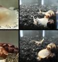 The images show two species of cone snail, <i>Conus geographus</i> (left) and <i>Conus tulipa</i> (right) attempting to capture their fish prey. As they approach potential prey, the snails release a specialized insulin into the water, along with neurotoxins that inhibit sensory circuits, resulting in hypoglycemic, sensory-deprived fish that are easier to engulf with their large, distensible false mouths. Once engulfed, powerful paralytic toxins are injected by the snail into each fish. The images show two species of cone snail, <i>Conus geographus</i> (left) and <i>Conus tulipa</i> (right) attempting to capture their fish prey. As they approach potential prey, the snails release a specialized insulin into the water, along with neurotoxins that inhibit sensory circuits, resulting in hypoglycemic, sensory-deprived fish that are easier to engulf with their large, distensible false mouths. Once engulfed, powerful paralytic toxins are injected by the snail into each fish.
