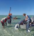 University of Sydney researchers have analysed samples from One Tree Reef in the southern Great Barrier Reef and discovered a dramatic slow down following a small fall in sea level.