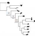 This figure shows the number of genes that gained or lost expression in the uterus during the evolution of pregnancy at three major points in mammalian evolution.