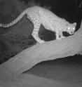 Research by scientists and conservationists from the Wildlife Conservation Society, the Zoological Society of London, and other groups published today in <i>PLOS ONE</i> shows that critically endangered Saharan cheetahs exist at incredibly low densities and require vast areas for their conservation. The research also offers some of the world's only photographs of this elusive big cat. Research by scientists and conservationists from the Wildlife Conservation Society, the Zoological Society of London, and other groups published today in <i>PLOS ONE</i> shows that critically endangered Saharan cheetahs exist at incredibly low densities and require vast areas for their conservation. The research also offers some of the world's only photographs of this elusive big cat.