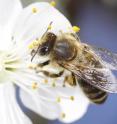 This is a bee collecting pollen from a flower. This is a bee collecting pollen from a flower.