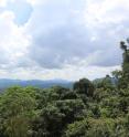 This image shows the rainforest near site of Batadomba-lena, where the oldest human teeth (c. 20,000 years old) used in the study were excavated.