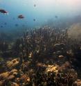 This image shows pillar coral.