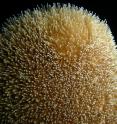 Here is a pillar coral close-up, showing tentacles.