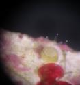 This is a pillar coral in lab, settled juvenile, which has never been seen before.