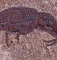 The rich diversity seen in modern-day beetles could have more to do with extinction resistance than a high rate of new species originations.