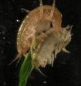 This image shows a <i>Gammarus duebeni celticus</i> pair.