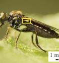 This is a robber fly with a very large haltere (inside yellow box).