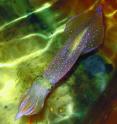 The squid is a prolific editor of genetic information, a new study finds.