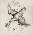 This chart of the position of a nova (marked in red) that appeared in the year 1670 was recorded by the famous astronomer Hevelius and was published by the Royal Society in England in their journal <i>Philosophical Transactions</i>.