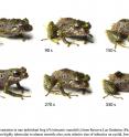 This image shows skin texture variation in one individual frog (<i>Pristimantis mutabilis</i>) from Reserva Las Gralarias. Note how skin texture shifts from highly tubercular to almost smooth; also note the relative size of the tubercles on the eyelid, lower lip, dorsum and limbs.