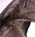 This is a sectioned ear bone of black bream showing its growth rings.