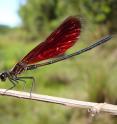 This is a male damselfly (<i>Mnesarete pudica</i>).