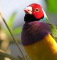 The Gouldian finch was one of 977 species examined by UWM biologist Peter Dunn and his research partners in a worldwide study of the evolution of bird colors. This photograph shows a male.