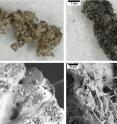 New research suggests that carbon from cometary material that bombards the Mercury may be the reason the planet's surface is so dark. Experiments show that impact material is significantly darkened when impacts occur in the presence of complex organics.