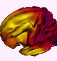 This is a composite image showing the relationship between brain surface expansion and age in children 3-20 years.