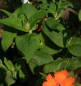 <i>Lychnis sieboldii</i> was studied to uncover the water collection-and-release secrets of its hairy leaves.