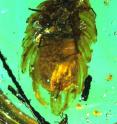 <p>The new fossil is the only record of an adult female insect from the Mesozoic, an era that spanned roughly 180 million years. The Mesozoic era was the age of the reptiles and saw both the rise and fall of the dinosaurs, as well as the breakup of the supercontinent Pangaea.
 
<p>The female ensign scale insect is preserved in a piece of amber retrieved from a mine in northern Myanmar (Burma). The specimen was trapped while carrying around 60 eggs and her first freshly hatched nymphs. The eggs and nymphs are encased in a wax-coated egg sac on the abdomen. This primitive form of brood care protects young nymphs from wet and dry conditions and from natural enemies until they have acquired their own thin covering of wax.