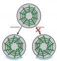 Figure 1: This is a schematic showing Left-Right (L-R) asymmetry can develop by actin cytoskeleton (green) dynamics. Remarkably, the actin cytoskeleton always assembles into the anticlockwise orientation, but never achieves the clockwise "mirror" orientation. This internal organization allows the cell to distinguish left from right.