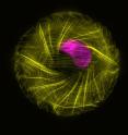 Figure 2: The cytoskeleton (yellow) surrounds the nucleus (purple), displaying L-R asymmetry during cytoskeletal organization.