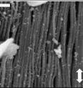 (Left) Collagen fibrils in the dermis of the skin are normally curvy and highly disordered, but (right) in response to a tear align themselves with the tension axis (arrow) to resist further damage.