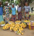 A child's daily requirement for vitamin A can be met by around 25 g of a deep orange-fleshed mango variety.