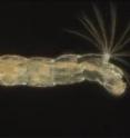A wild-type <i>Chironomus</i> larva with normal head (left) and abdomen (right) development is shown. A wild-type <i>Chironomus</i> larva with normal head (left) and abdomen (right) development is shown.