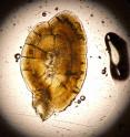 A cross-section of a salmon otolith, also known as a fish ear stone or fish ear bone. By measuring strontium isotope ratios in different layers of otoliths from salmon caught at sea, researchers from the universities of Utah, Washington and Alaska Fairbanks and the U.S. Geological Survey were able to determine not just the watershed, but a set of streams where the salmon hatched and grew before migrating downstream to the ocean. The new fish-tracking method may help pinpoint critical habitats for fish threatened by climate change, industrial development and overfishing.