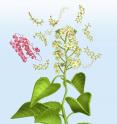 An artist's depiction of the thunder god vine and leptin molecule.