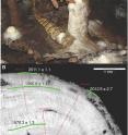 This is a photo of the small stalagmite in the Mawmluh cave before it was collected. Below, a gray-scale image of a slab of the stalagmite after it was prepared for analysis. The red lines show the locations where the layers were counted and the green lines show the locations where the material was dated. The adjacent numbers are the dates with the uncertainties of the measurements.