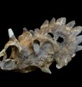 This is a photograph of the skull of the new horned dinosaur <i>Regaliceratops peterhewsi</i> (Royal Tyrrell Museum of Palaeontology 2005.055.0001) in oblique view.