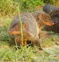Banded mongooses in Uganda are pictured.