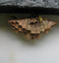 As social behavior evolved, the brain regions for central cognitive processing in social insect species may have gotten smaller -- the exact opposite of the pattern that has been documented for several kinds of vertebrate animals including mammals, birds and fish. This finding comes from a new comparative study of social and solitary wasp species, including wasps in the genus <i>Mischocyttarus</i> closely related to these, <i>Mischocyttarus mexicanum</i>. "This small nest of wasps was built under a sheltered eve at the La Selva Biological Station in Costa Rica," said the study's lead author, Sean O'Donnell, Ph.D., of Drexel University. "These are independent-founding wasps: relatively simple societies, never reaching large colony sizes. These wasps are thought to represent a fairly early stage in social evolution, possibly like species at the transition from solitary to social living."
