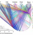 This colorful representation shows the dominant bacterial groups that live inside the guts of coffee berry borers from seven major coffee producing countries. The bar graph on the left shows the proportion of the most prevalent bacteria, Pseudomonas, in the gut microbiome of the collected beetles.