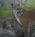 A mountain lion, F92, keeps watch while her juvenile cubs feed at a bait sight in 2014. Busy highways and growing urbanization in the area threaten pumas in Southern California and have led to their genetic decay, a UC Davis study found.