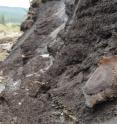 This image shows mammoth vertebrae in ice, in Yukon Territory, Canada. This image shows mammoth vertebrae in ice, in Yukon Territory, Canada.